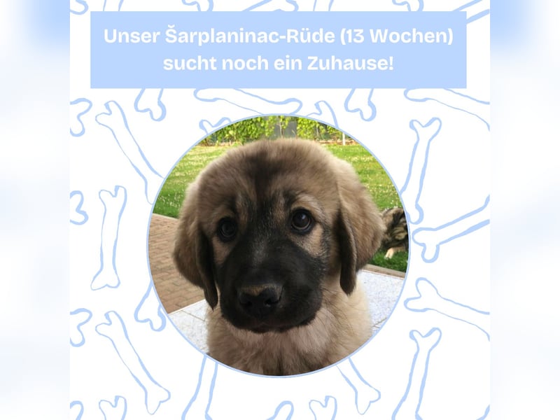 Sarplaninac-Welpe sucht neues Zuhause (Hirtenhund, Herdenschutzhund, Schäferhund)
