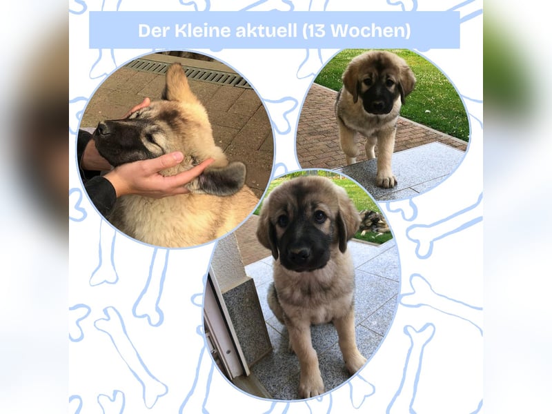 Sarplaninac-Welpe sucht neues Zuhause (Hirtenhund, Herdenschutzhund, Schäferhund)