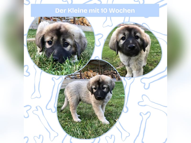 Sarplaninac-Welpe sucht neues Zuhause (Hirtenhund, Herdenschutzhund, Schäferhund)