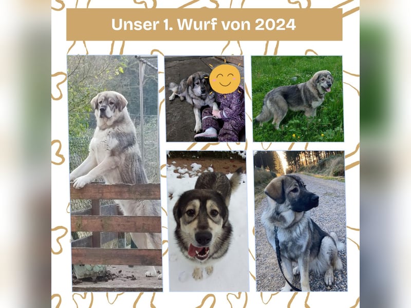 Süße Sarplaninac Welpen (Hirtenschutzhund/Schäferhund) suchen neues Zuhause. Noch 2 Welpen verfügbar