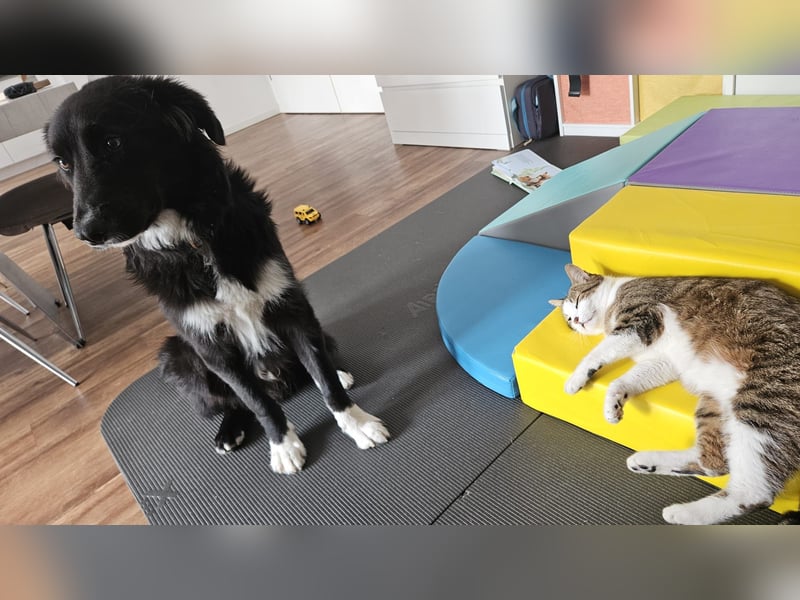 Cake aktiver Welpe Mischling Rüde Junghund sucht Zuhause für immer
