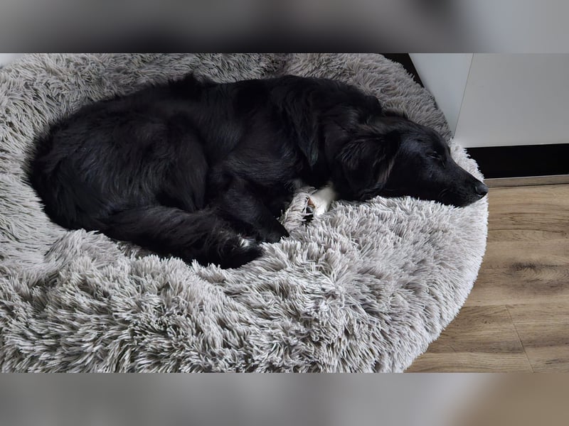 Cake aktiver Welpe Mischling Rüde Junghund sucht Zuhause für immer
