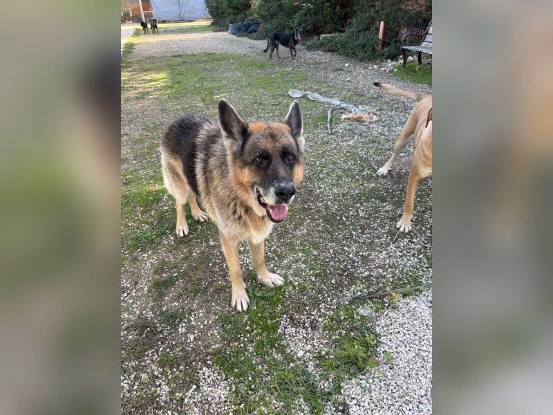 freundlicher Renzo wünscht sich ein Zuhause zum Angkommen