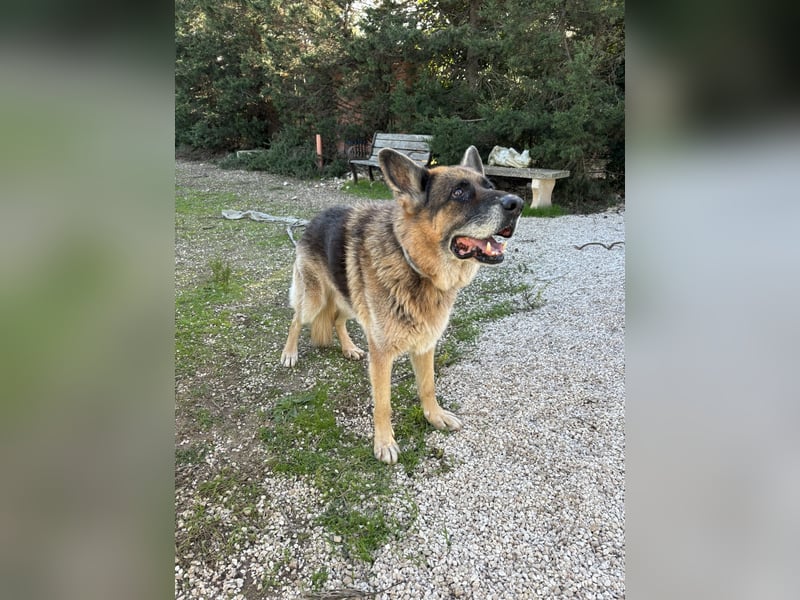 freundlicher Renzo wünscht sich ein Zuhause zum Angkommen