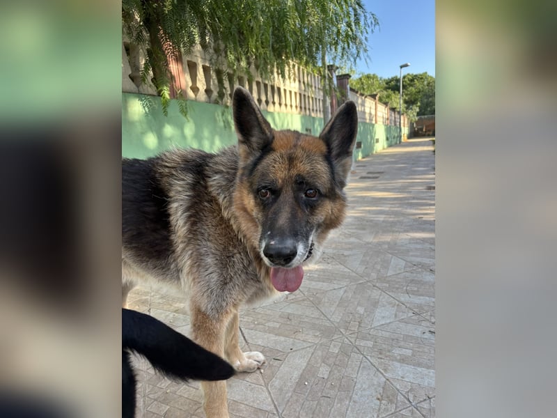 freundlicher Renzo wünscht sich ein Zuhause zum Angkommen