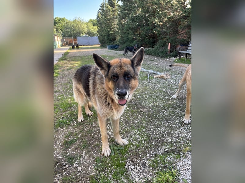 freundlicher Renzo wünscht sich ein Zuhause zum Angkommen
