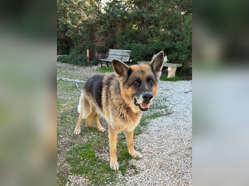 freundlicher Renzo wünscht sich ein Zuhause zum Angkommen