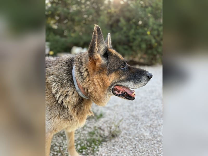 freundlicher Renzo wünscht sich ein Zuhause zum Angkommen