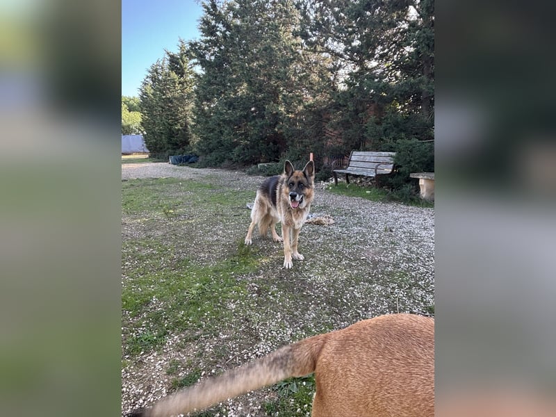 freundlicher Renzo wünscht sich ein Zuhause zum Angkommen