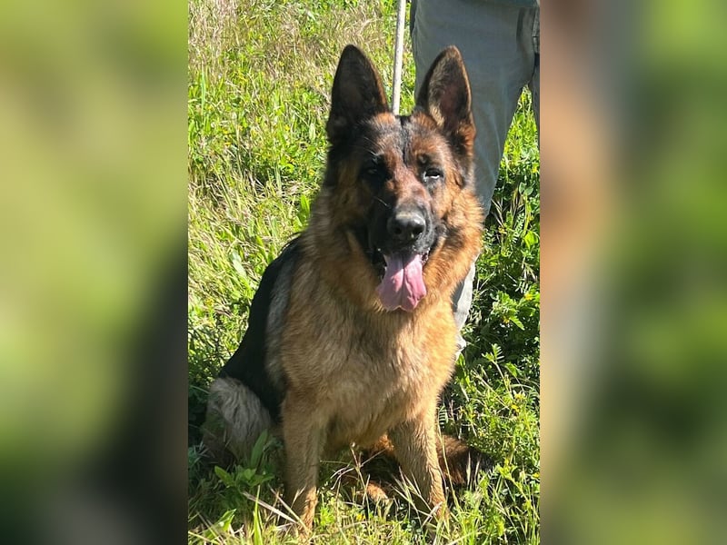 Lolita (Spanien) - freundliche Schäferhunddame