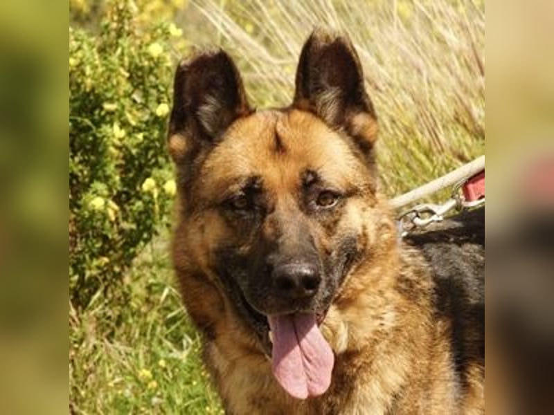 Max (Spanien) - der Schäferhund