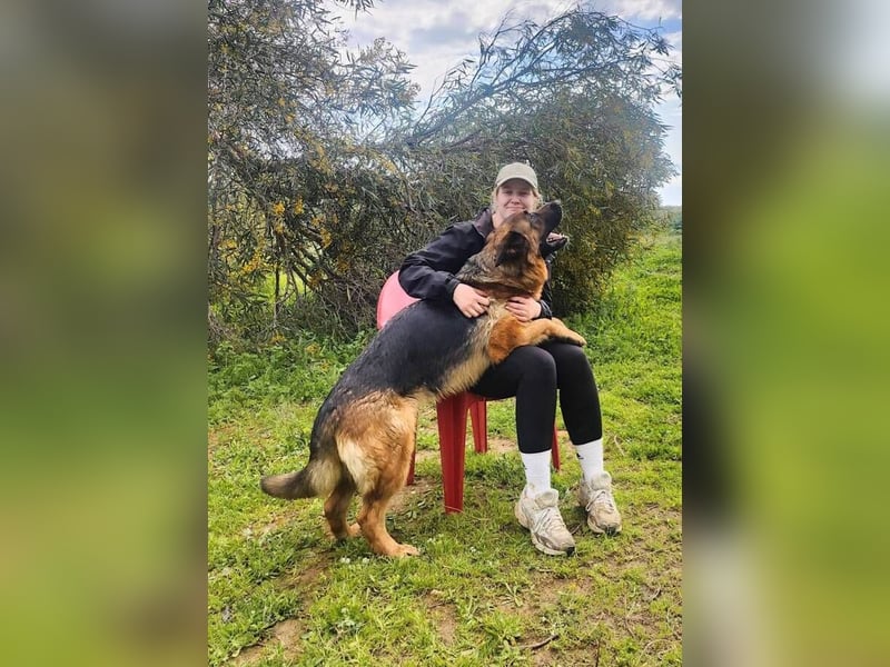 Lolita (Spanien) - freundliche Schäferhunddame
