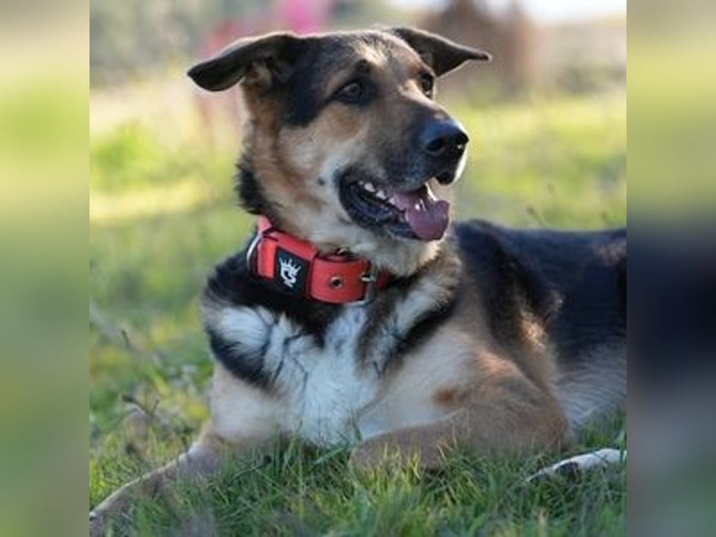 Canela (Spanien) – möchte den Menschen wieder vertrauen