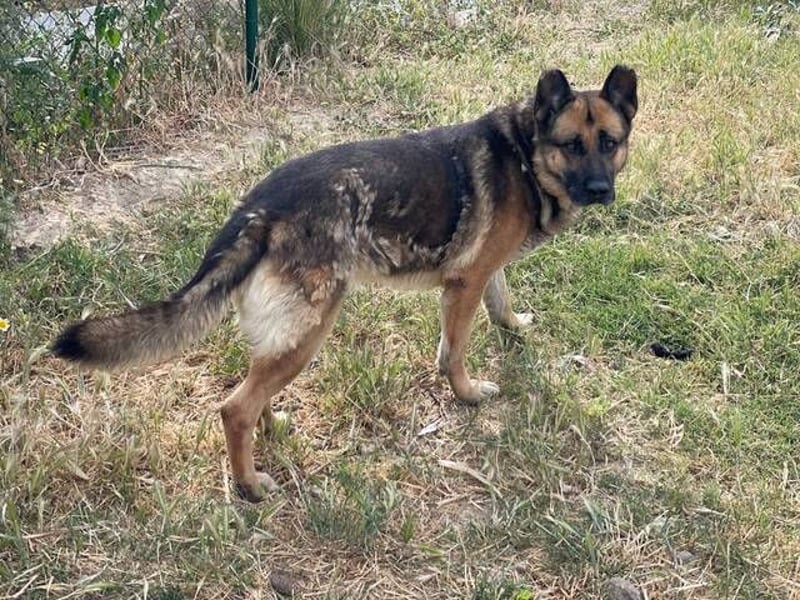 Max (Spanien) - der Schäferhund