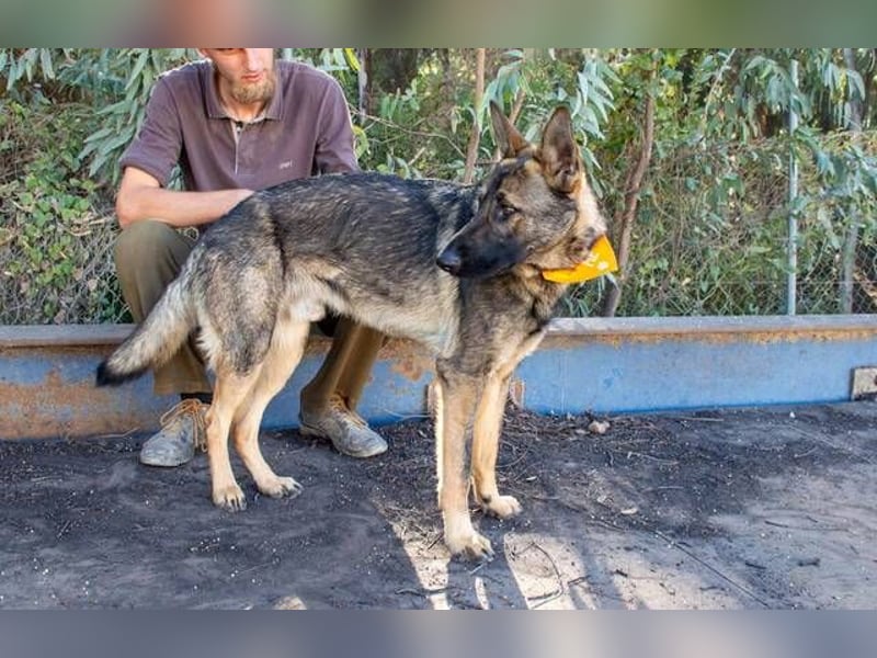Dante (Spanien) - ein Schäferhund wie aus dem Bilderbuch