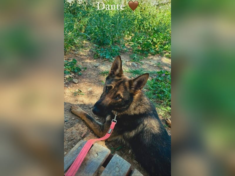 Dante (Spanien) - ein Schäferhund wie aus dem Bilderbuch