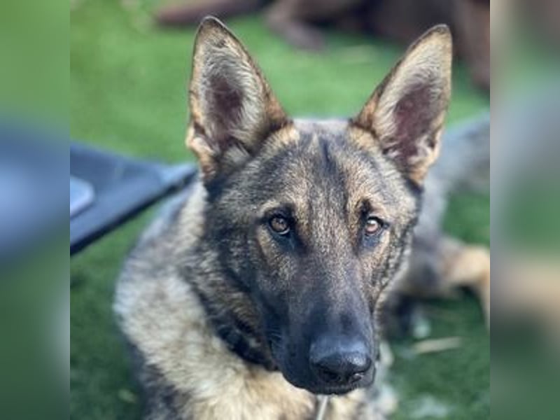 Dante (Spanien) - ein Schäferhund wie aus dem Bilderbuch
