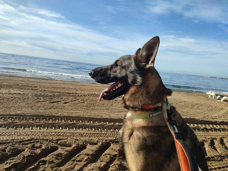 Dante (Spanien) - ein Schäferhund wie aus dem Bilderbuch