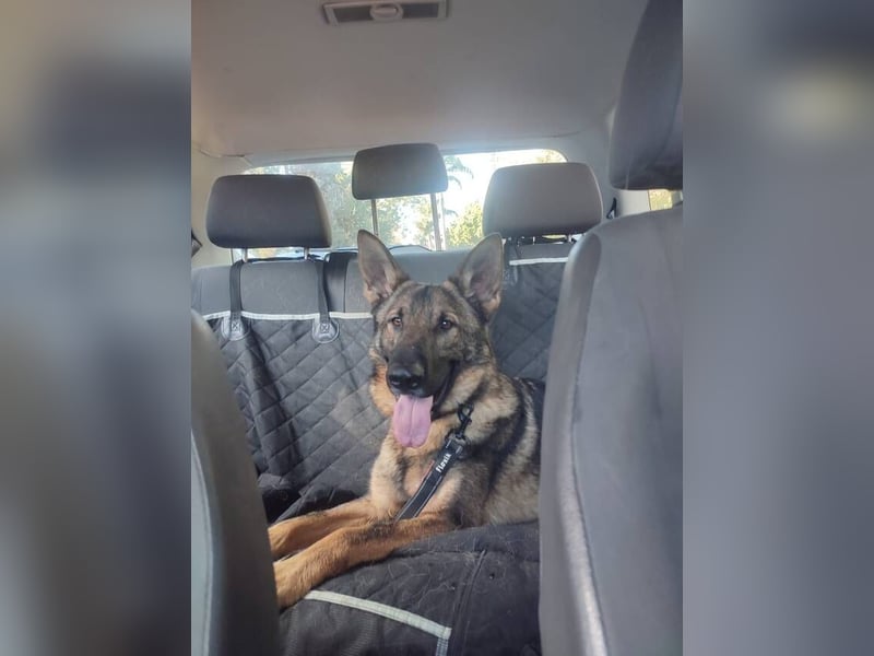 Dante (Spanien) - ein Schäferhund wie aus dem Bilderbuch