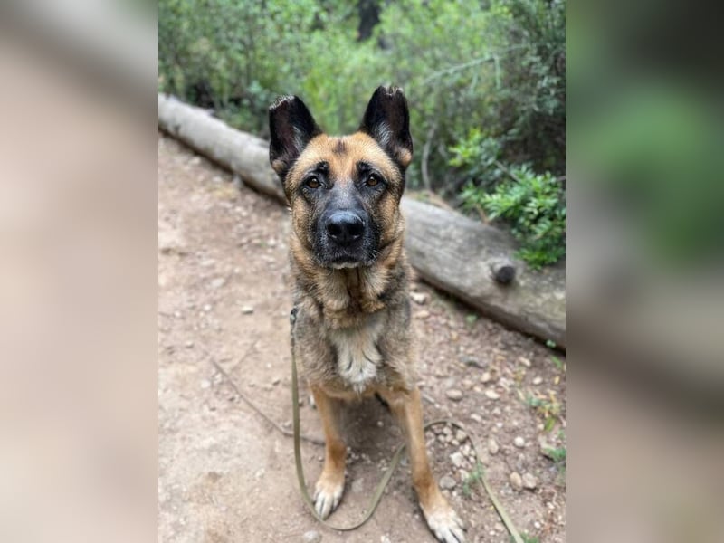 Max (Spanien) - der Schäferhund