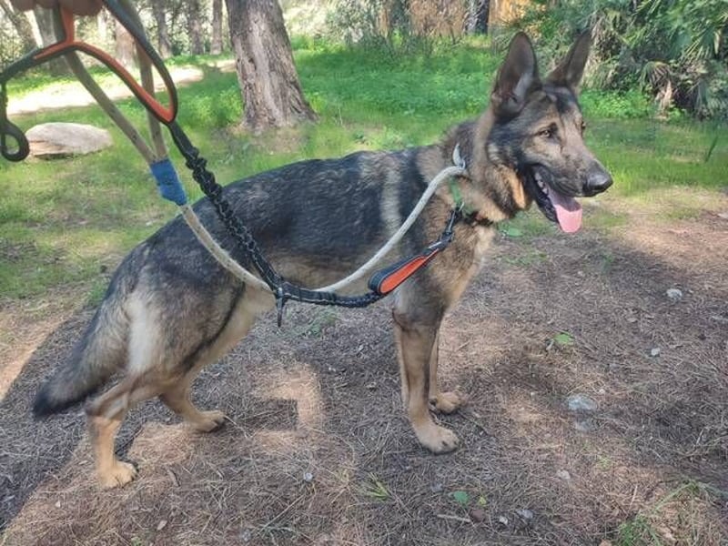 Dante (Spanien) - ein Schäferhund wie aus dem Bilderbuch