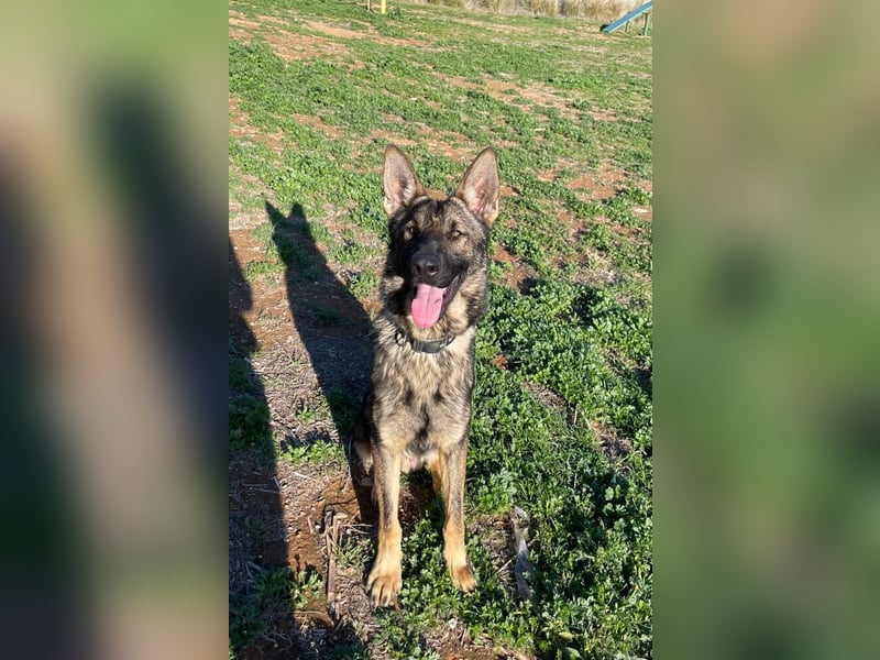 Dante (Spanien) - ein Schäferhund wie aus dem Bilderbuch