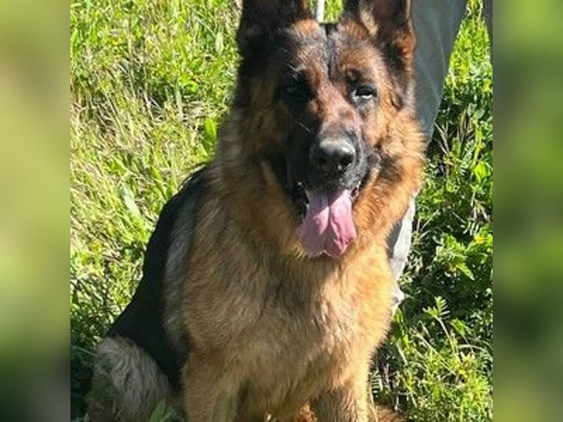Lolita (Spanien) - freundliche Schäferhunddame