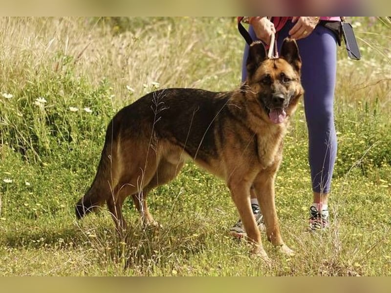 Max (Spanien) - der Schäferhund