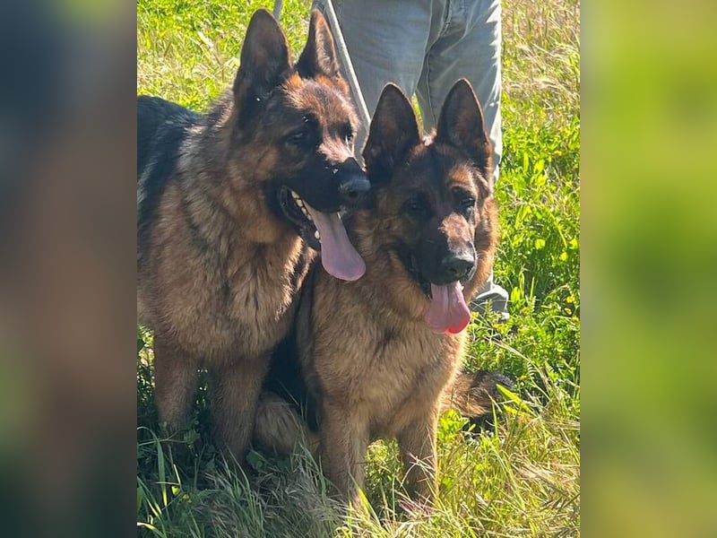 Lolita (Spanien) - freundliche Schäferhunddame
