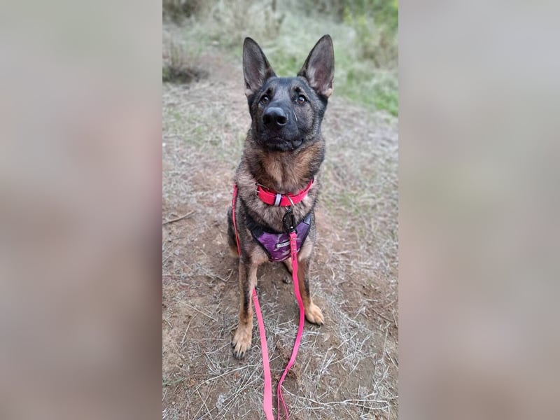 Dante (Spanien) - ein Schäferhund wie aus dem Bilderbuch
