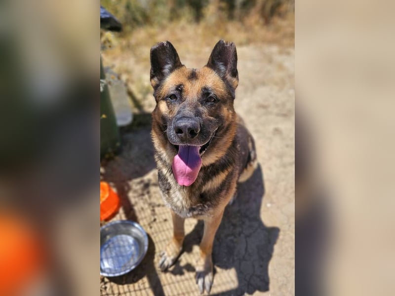 Max (Spanien) - der Schäferhund