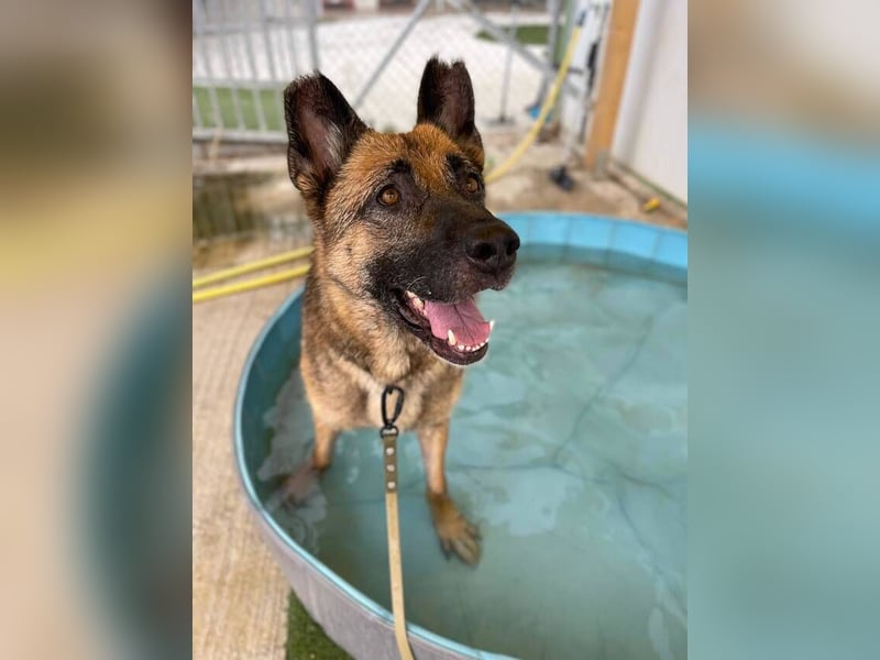 Max (Spanien) - der Schäferhund