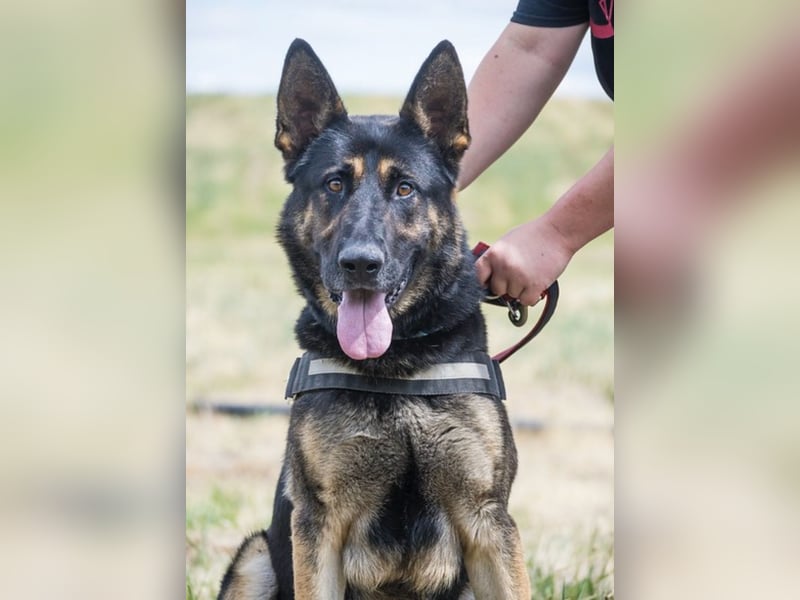 Mano SI – Hund mit Charakter sucht Rasseliebhaber