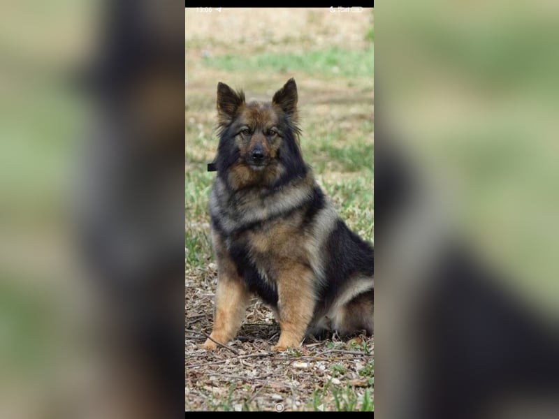 Lada - eine kleine tapfere Seele sucht ein liebevolles Zuhause.