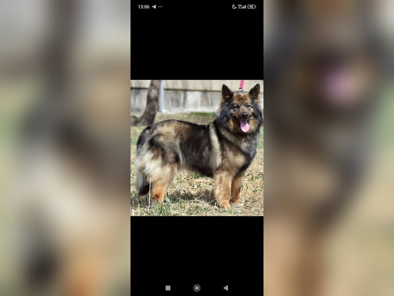 Lada - eine kleine tapfere Seele sucht ein liebevolles Zuhause.