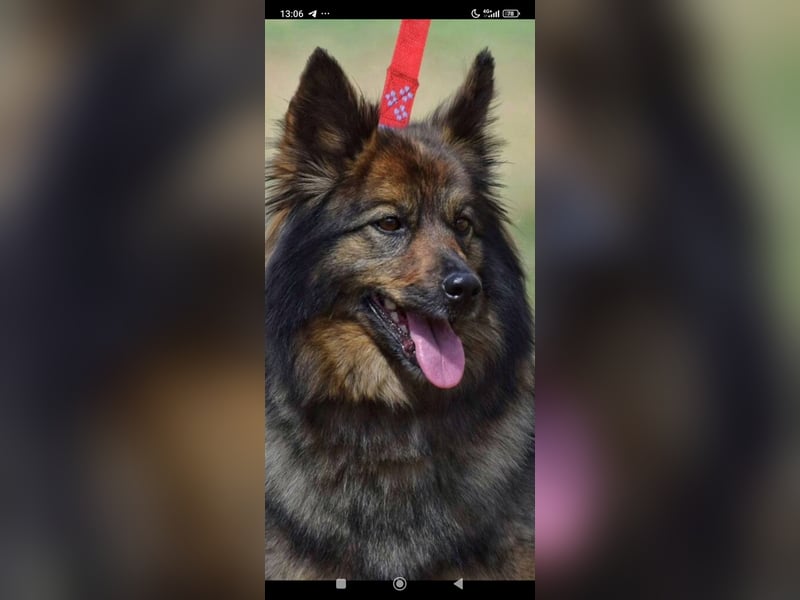 Lada - eine kleine tapfere Seele sucht ein liebevolles Zuhause.