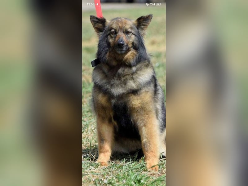 Lada - eine kleine tapfere Seele sucht ein liebevolles Zuhause.