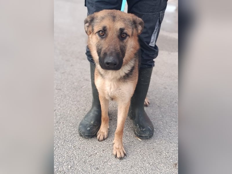 Aktive Schäferhund Mischlingshündin Milli sucht ihre Familie