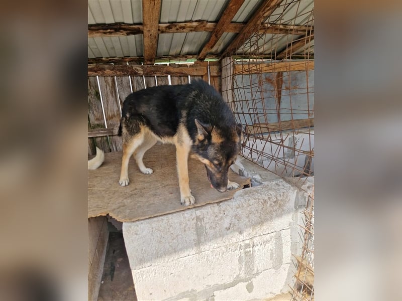 Lucky - Schäferhund mit blauem Auge