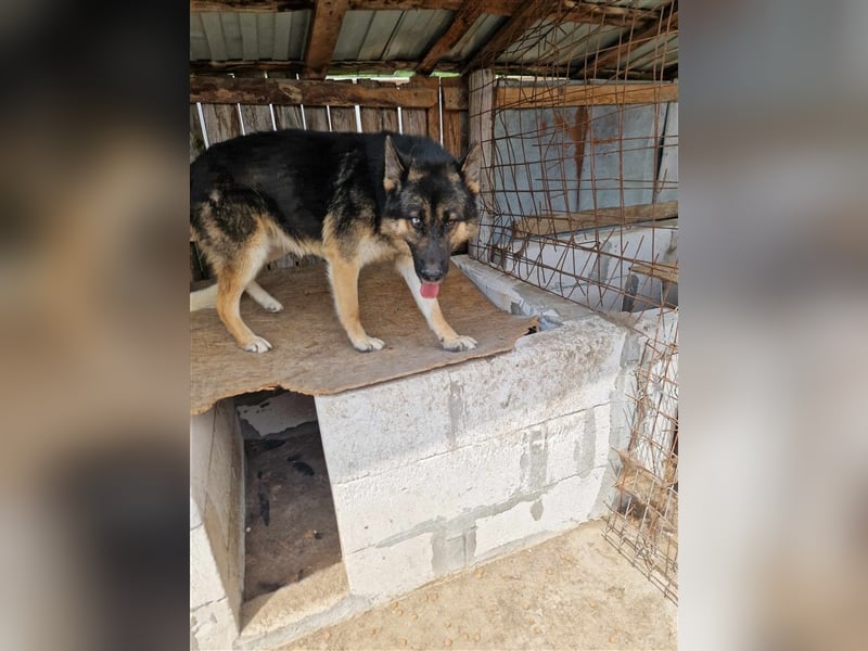 Lucky - Schäferhund mit blauem Auge