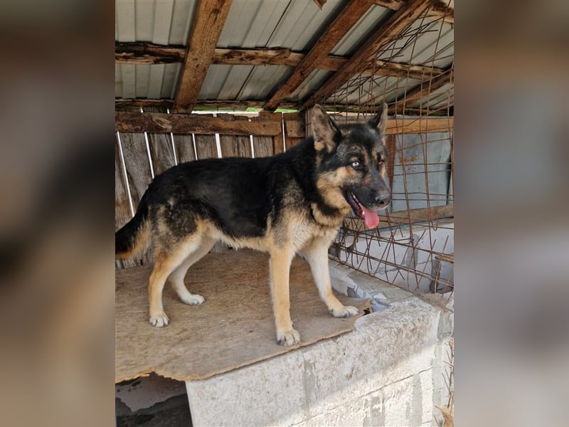 Lucky - Schäferhund mit blauem Auge