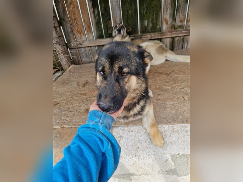 Lucky - Schäferhund mit blauem Auge