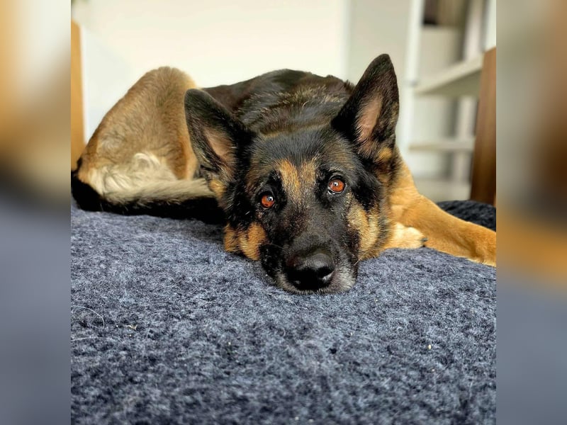 Lila - Anfängerhündin Lila - Anfängerhündin