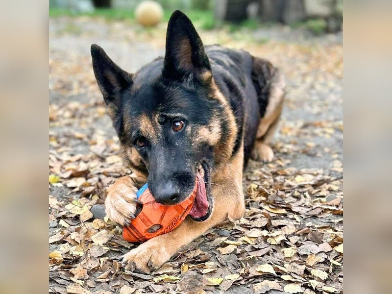 Lila - Anfängerhündin Lila - Anfängerhündin