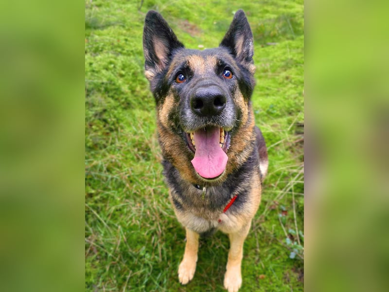 Lila - Anfängerhündin Lila - Anfängerhündin