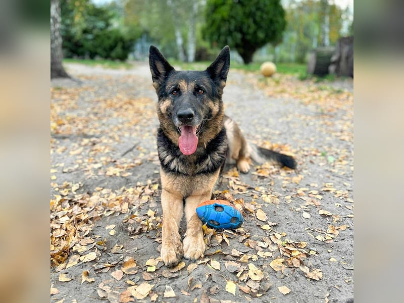 Lila - Anfängerhündin Lila - Anfängerhündin