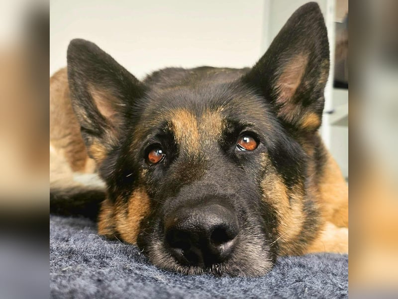 Lila - Anfängerhündin Lila - Anfängerhündin