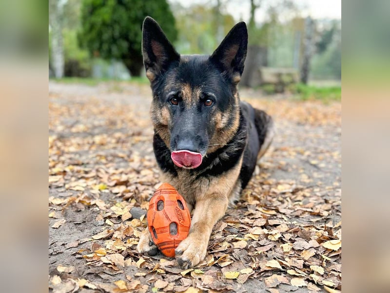 Lila - Anfängerhündin Lila - Anfängerhündin