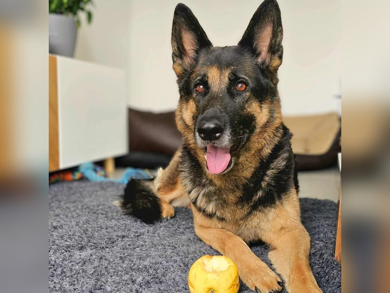 Lila - Anfängerhündin Lila - Anfängerhündin