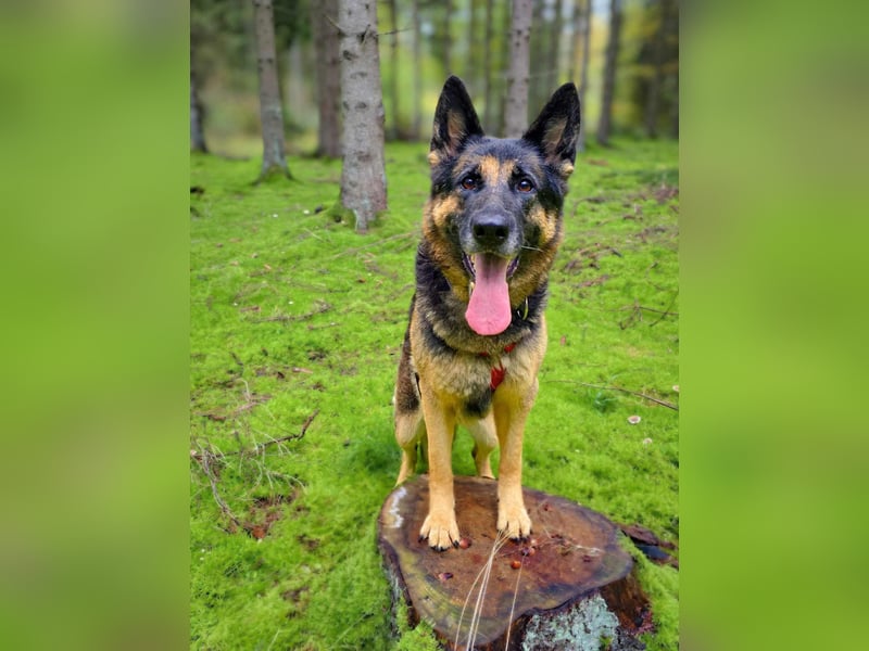 Lila - Anfängerhündin Lila - Anfängerhündin